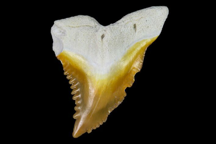 Fossil Shark Tooth (Hemipristis) - Bone Valley, Florida #122585